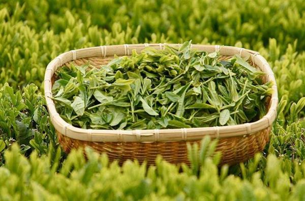 想做評(píng)茶師？那你應(yīng)該來(lái)石家莊聞達(dá)職業(yè)技能培訓(xùn)學(xué)校學(xué)學(xué)了